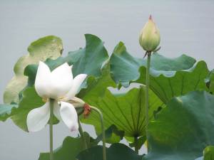 Cultivated lotus flowers. photo: A. Singer